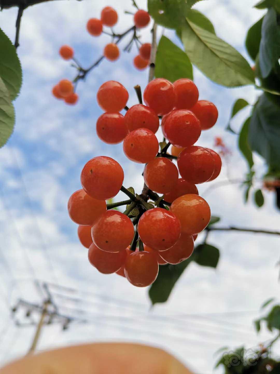 【交流】樱桃成熟的季节-图1