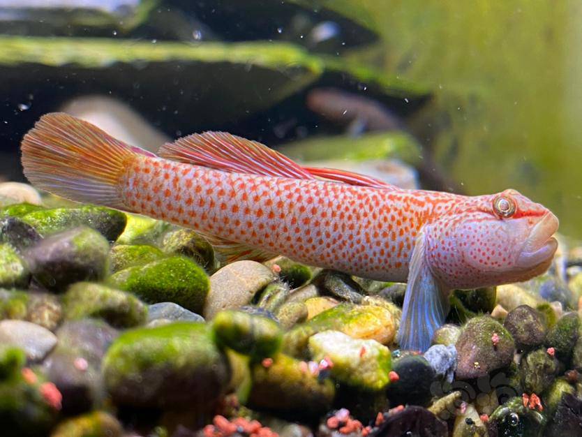 一条大肉虫子神农吻虾虎