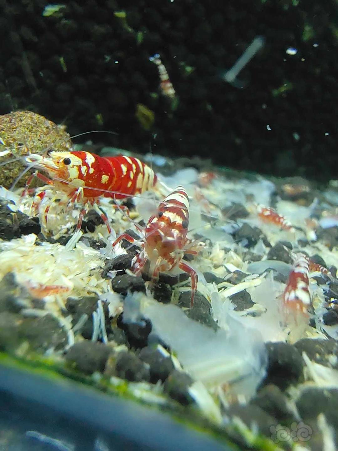 太极红花虎水晶虾-图8