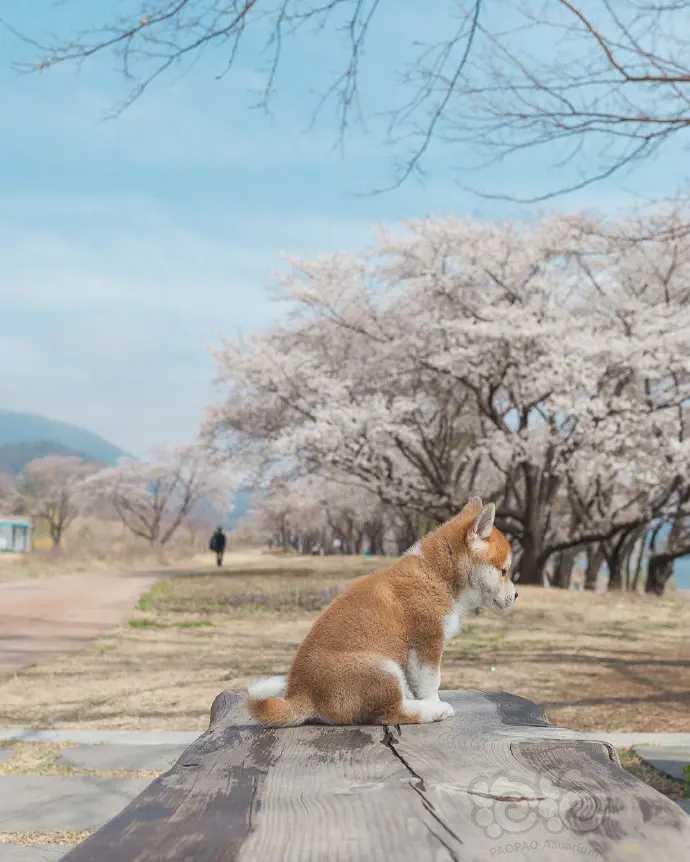 樱花树下的小柴犬，-图3