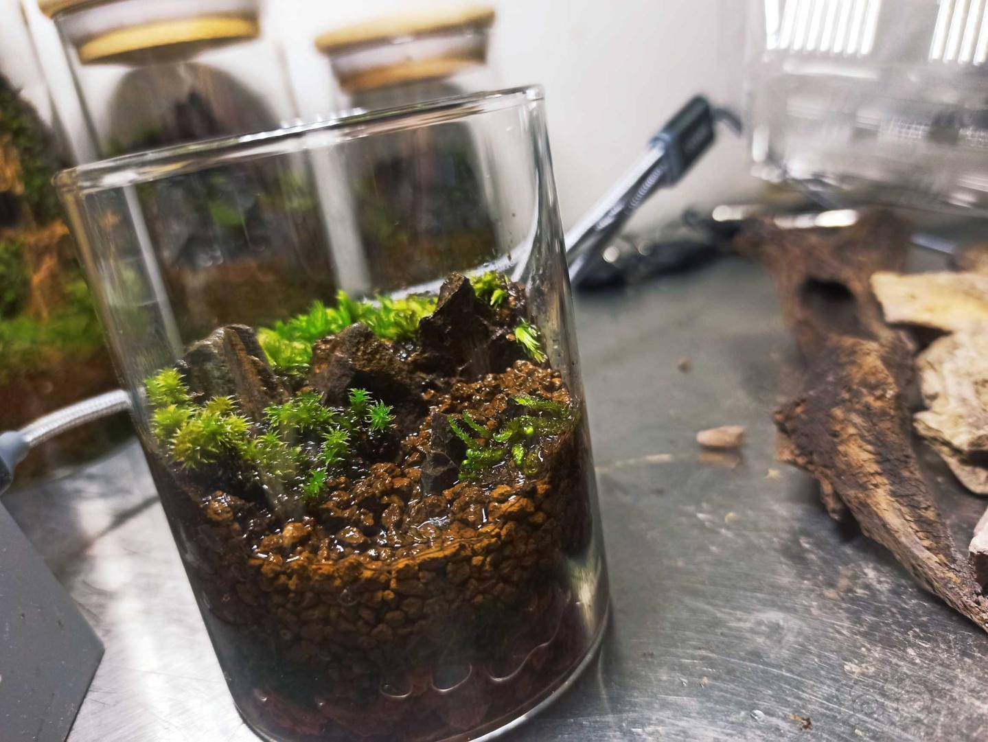 微景观生态瓶生态瓶