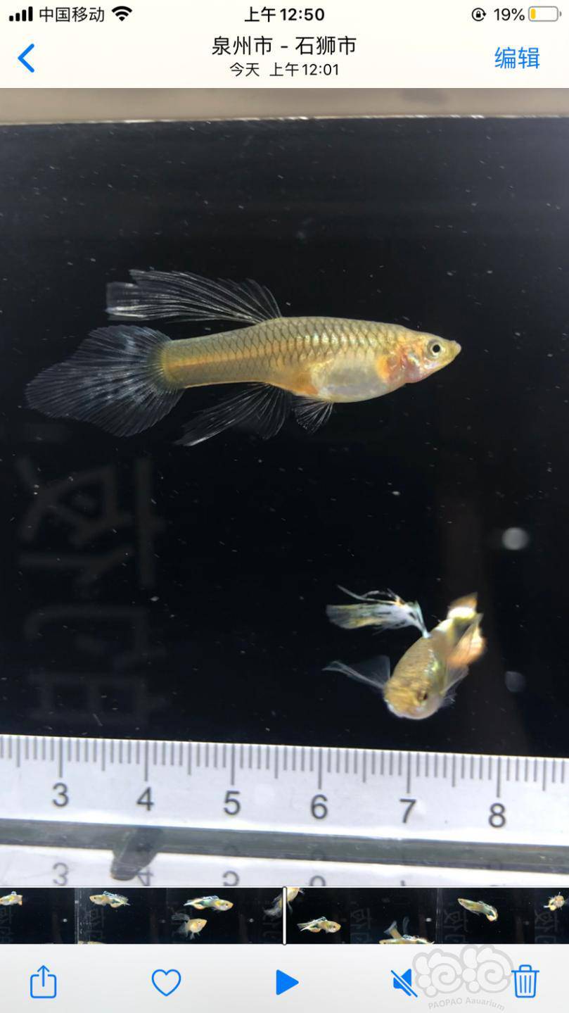 白金矛尾孔雀鱼