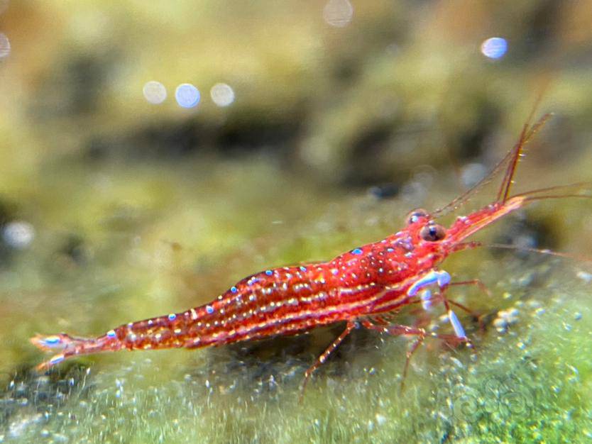 苏虾中级班小型虾篇帝虎星点木纹虎纹兰花