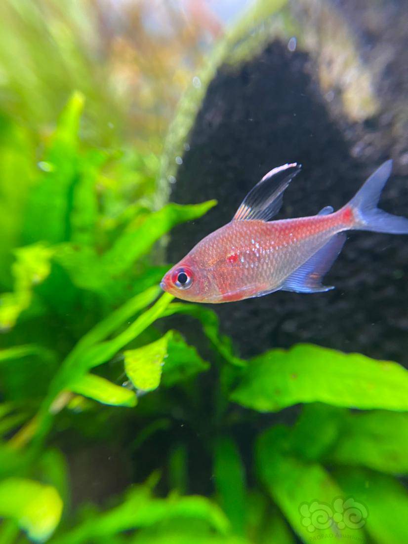 灯科鱼扯旗中粉红系