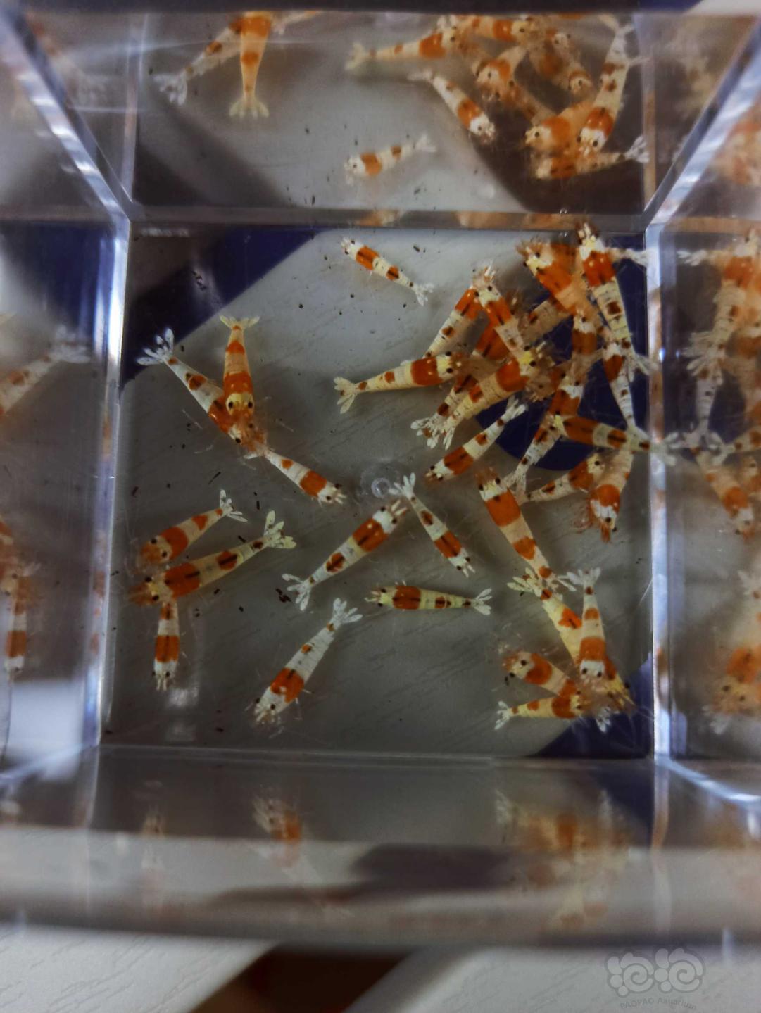 广州出一盒淘汰的红白水晶虾小虾-图2