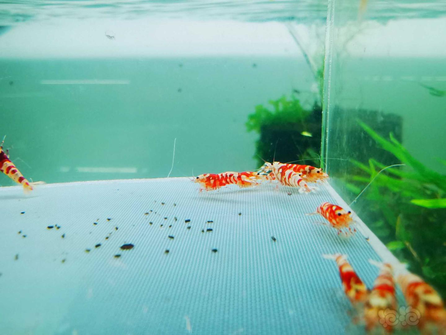 【虾】2021-4-2#RMB拍卖淘汰红花虎水晶虾15只-图4