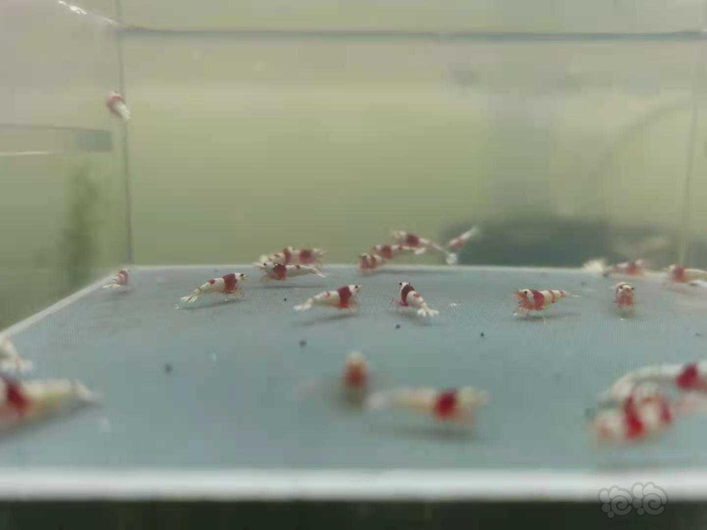 【虾】2021-4-4#RMB拍卖 纯血红白一组-图2