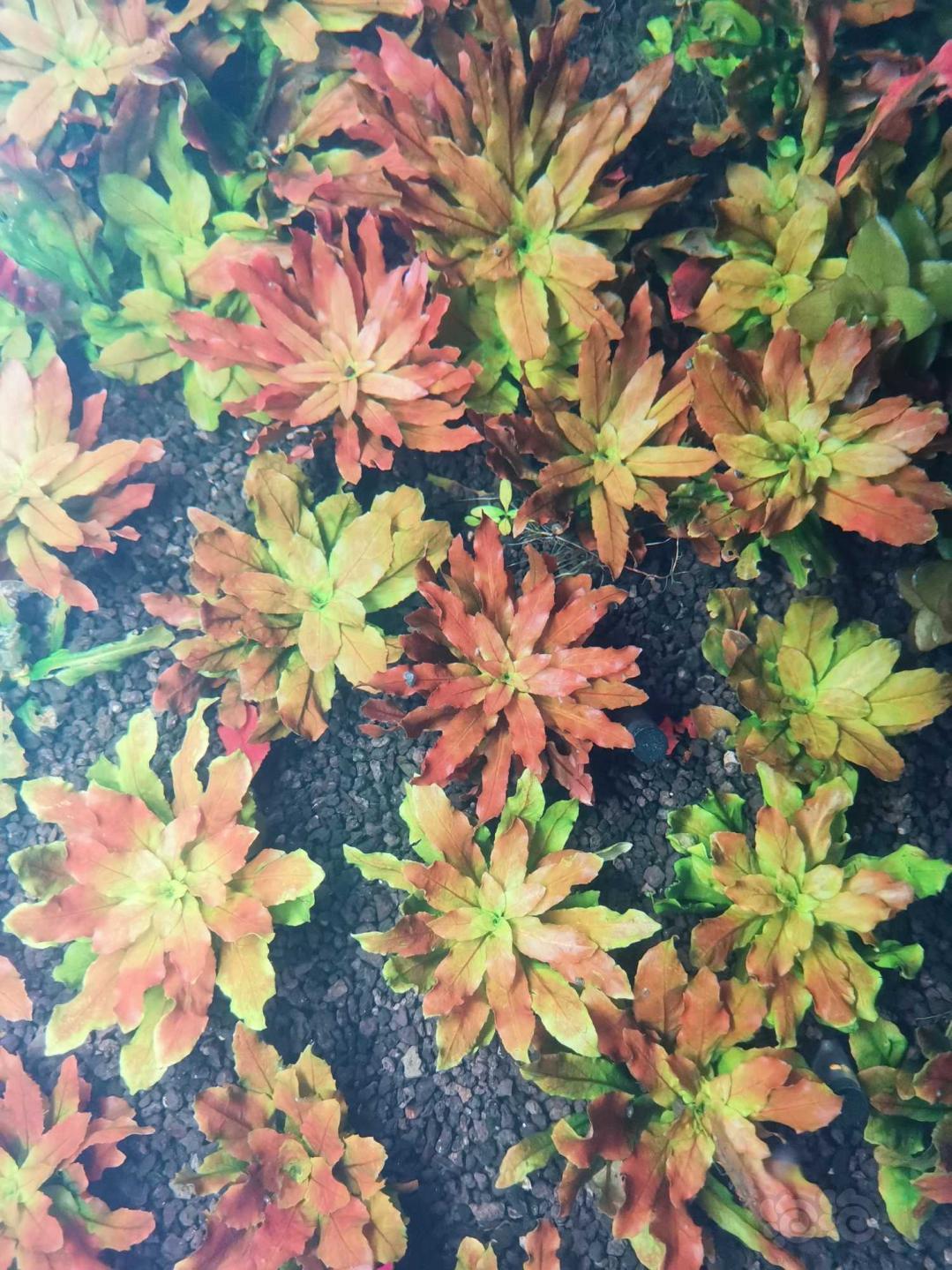 出珊瑚美凤细叶铁黑木蕨，阳性草-图8