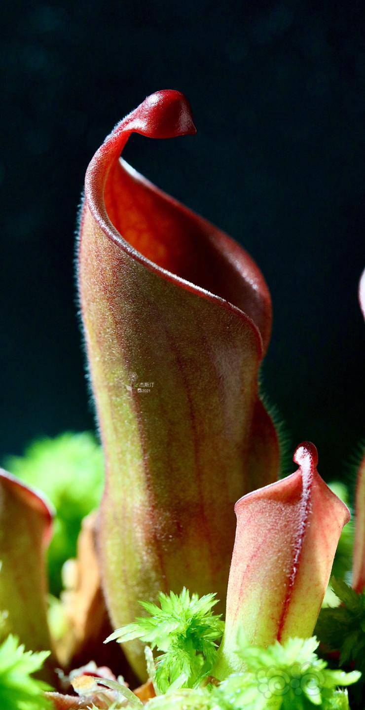 食虫垂花太阳瓶子草