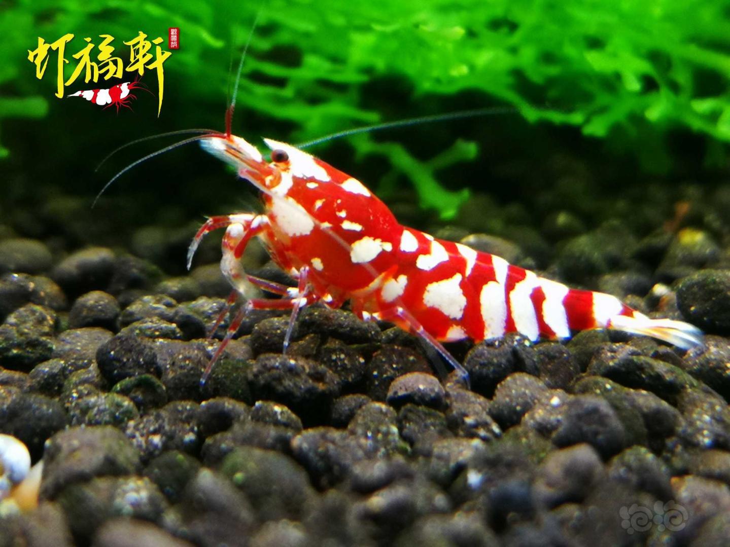 【虾】2021-04-06#RMB拍卖#红花虎2只-图1