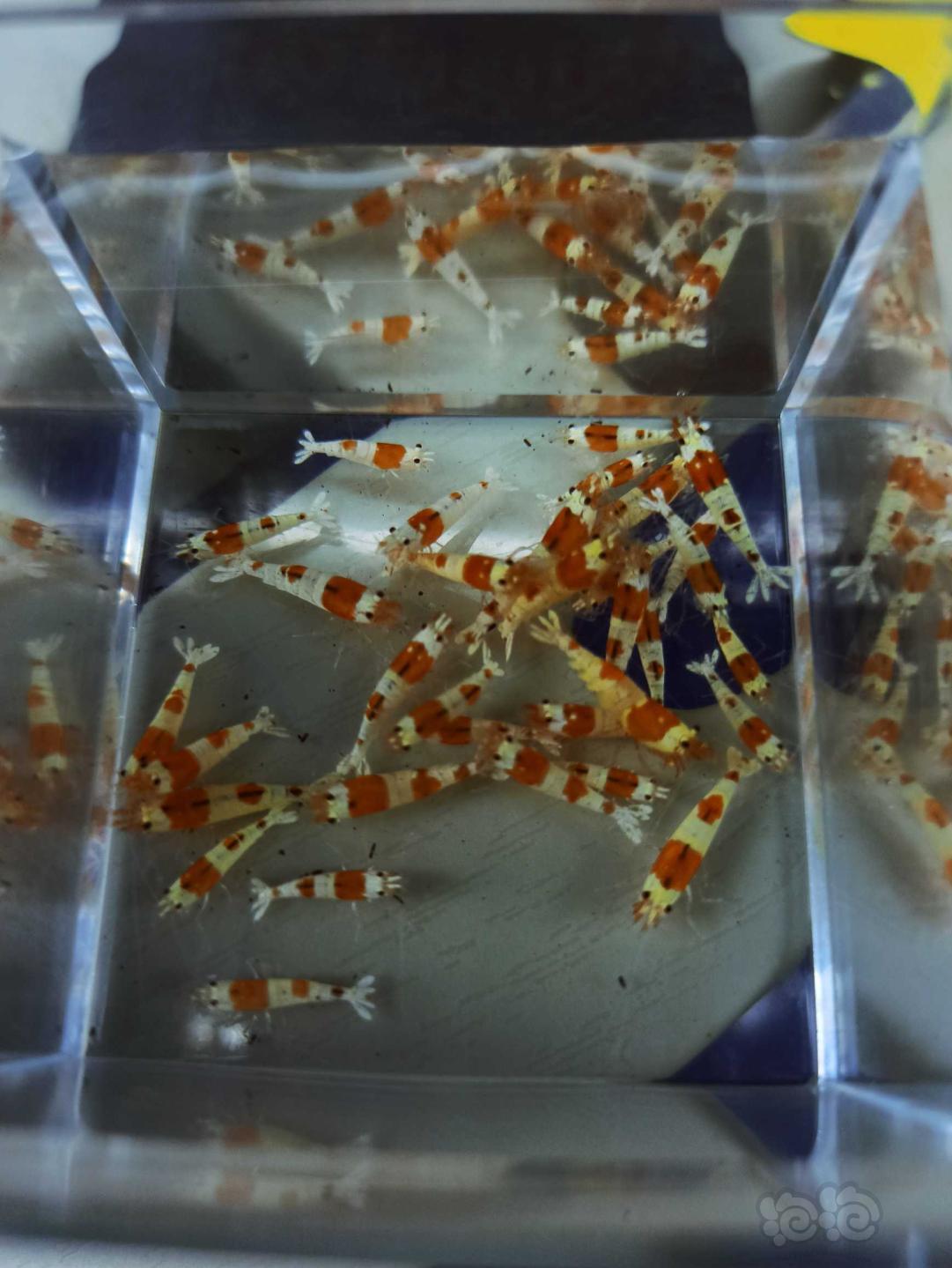 广州出一盒淘汰的红白水晶虾小虾-图1