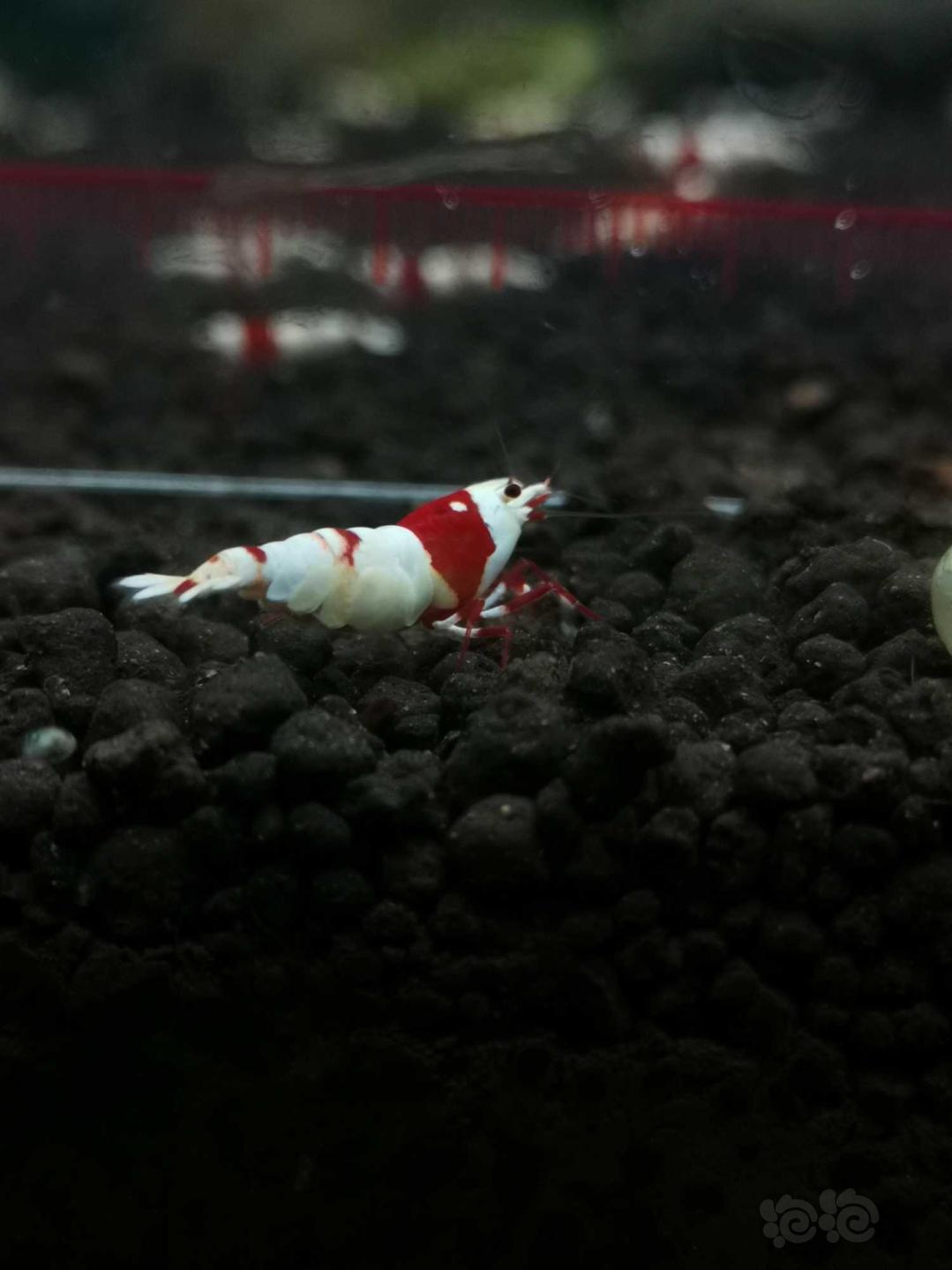 【虾】2021-04-11#RMB拍卖#红白母两只-图1