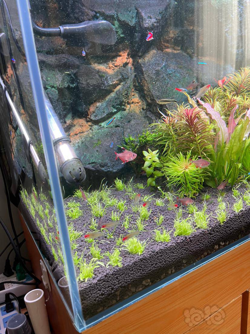 挖耳草要完蛋 泡泡水族