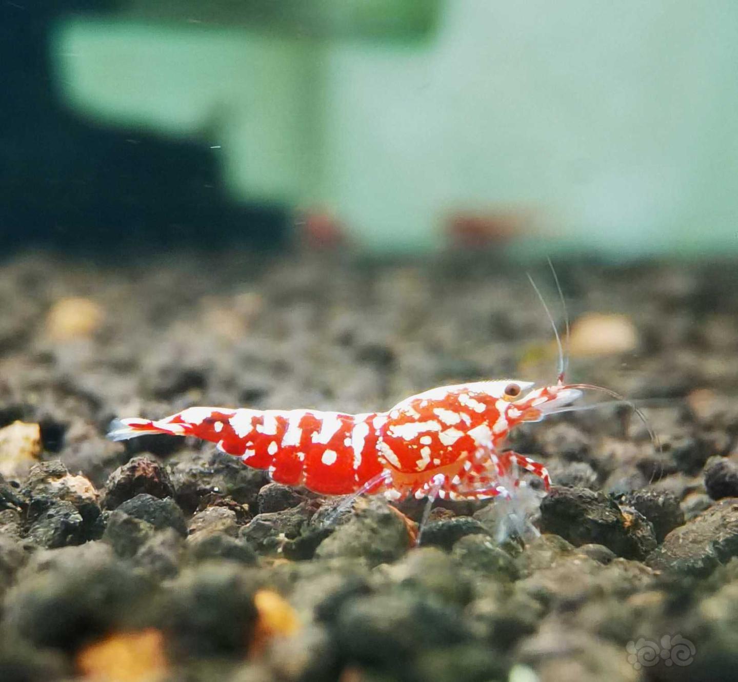 【虾】2021-4-25#RMB拍卖#红银河星钻水晶虾繁殖组一份3只-图4