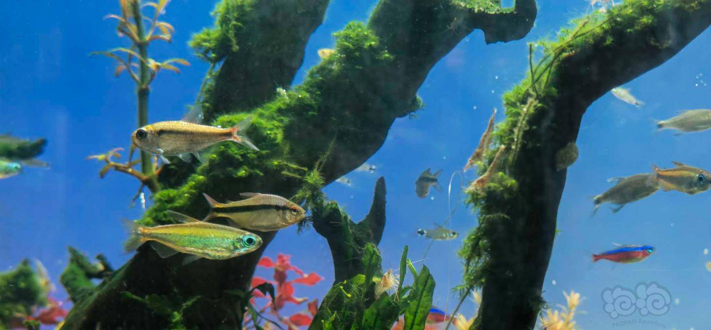 【灯科鱼】目前最喜欢的一条,白金黄金可卡,有点红体的意思.