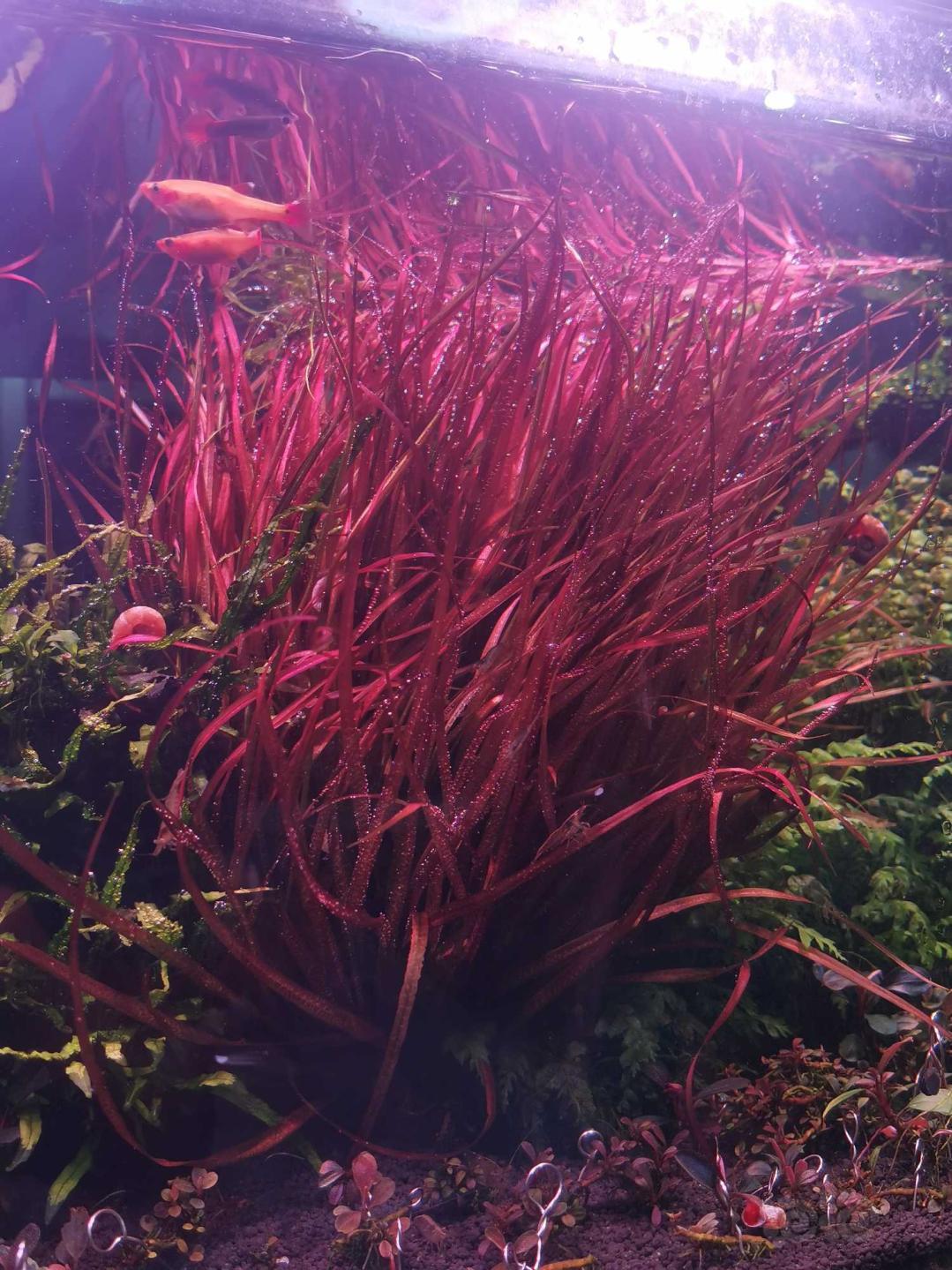 终于翻缸了，出红箦藻，细叶铁-图5