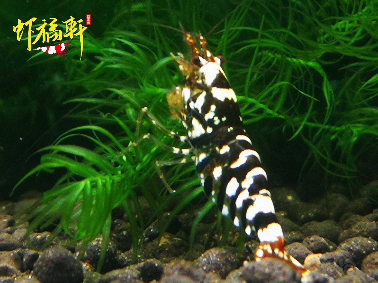 【虾】2021-04-29#RMB拍卖#黑花虎4只-图3