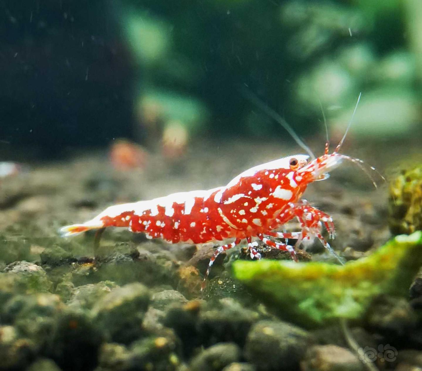 【虾】2021-4-25#RMB拍卖#红银河星钻水晶虾繁殖组一份3只-图1