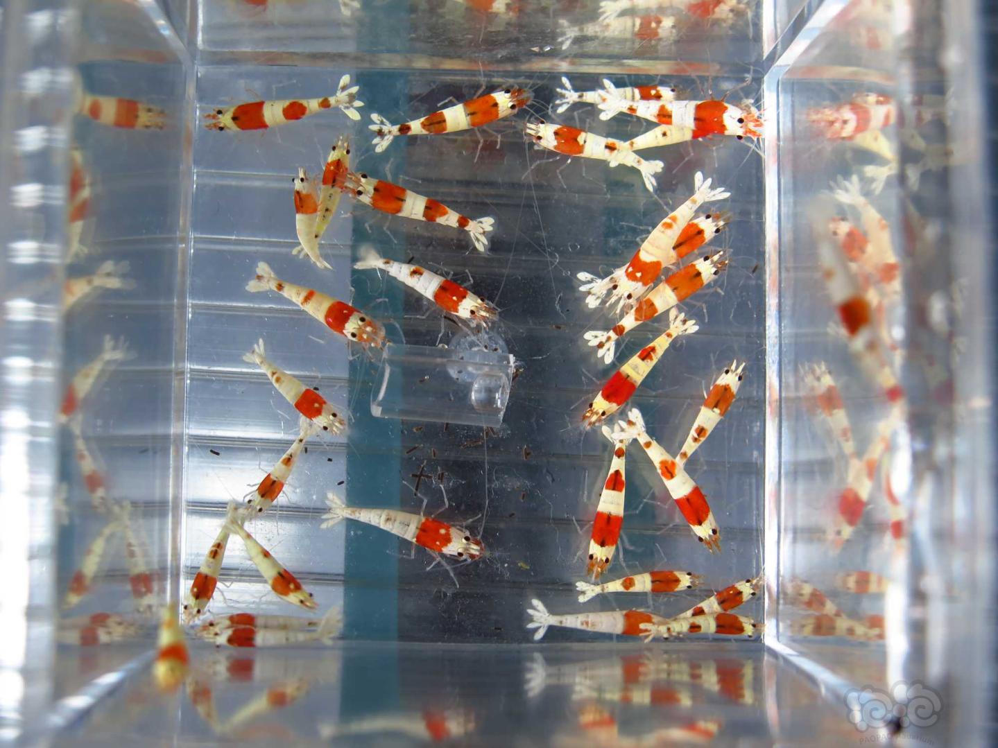 广州出一盒30只红白淘汰水晶虾-图5
