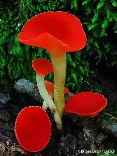 世界上罕见的蘑菇-图2