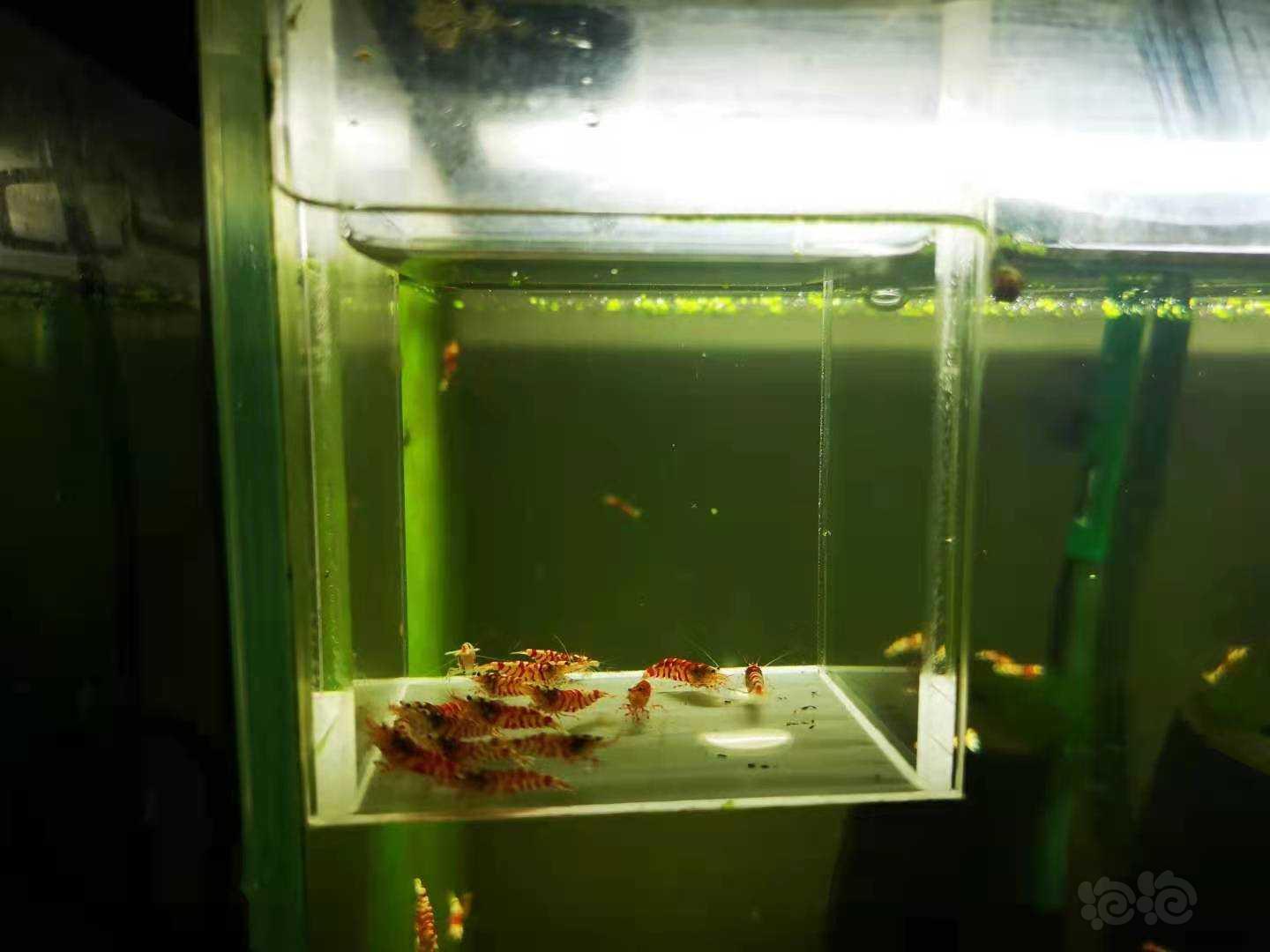 【虾】2021-04-24 # RMB 拍卖一线缸红花虎淘汰-图4