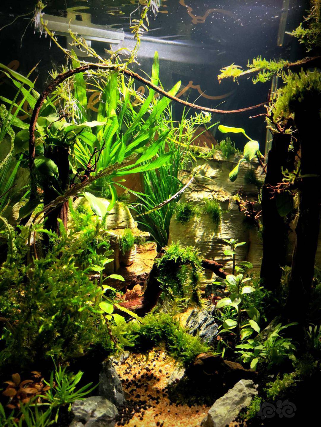 阿凡达原始森林门票预定