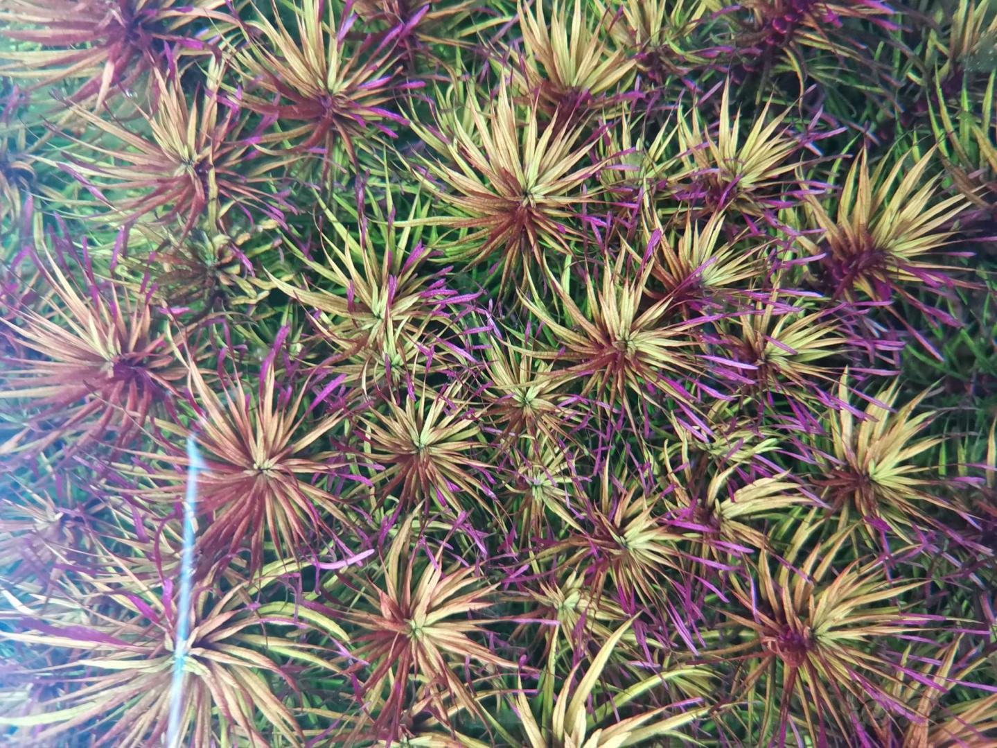 出珊瑚美凤细叶铁黑木蕨，阳性草-图6