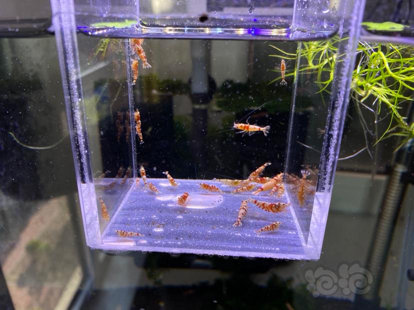 【虾】2021-04-19#RMB拍卖红花虎30只-图5