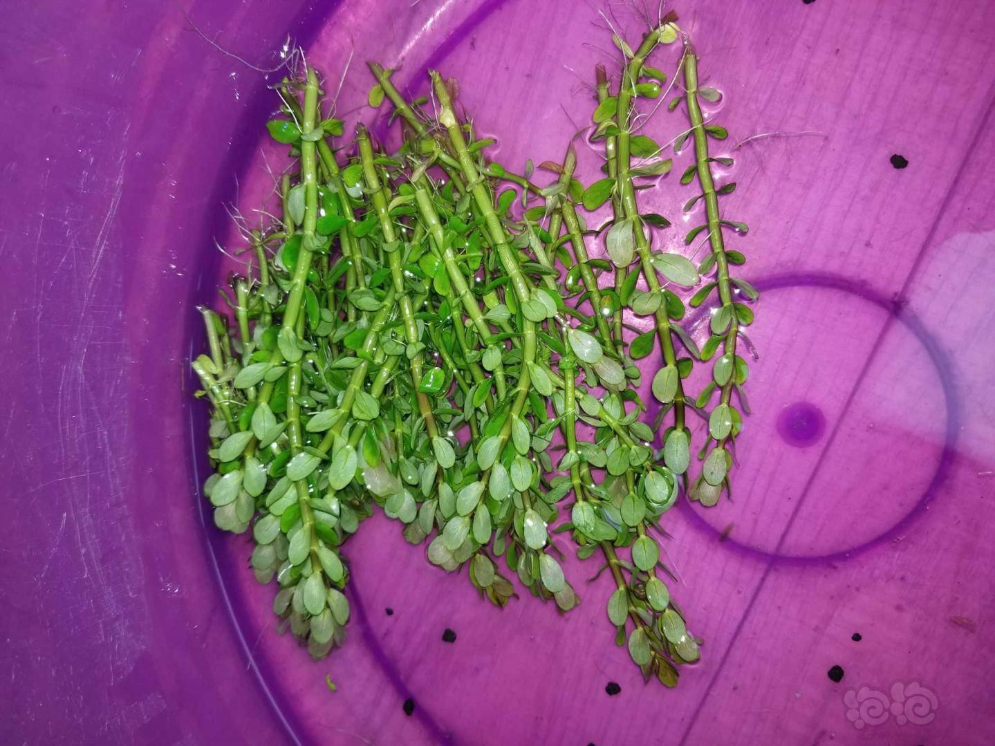 便宜出血宫日本珍珠印度小圆叶-图4