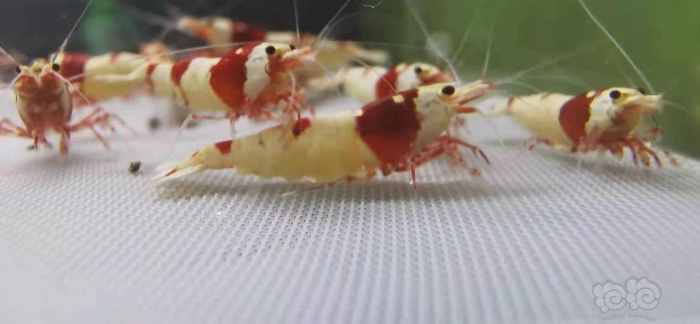 【虾】2021-04-25RMB拍卖#红白水晶虾1份20只-图2