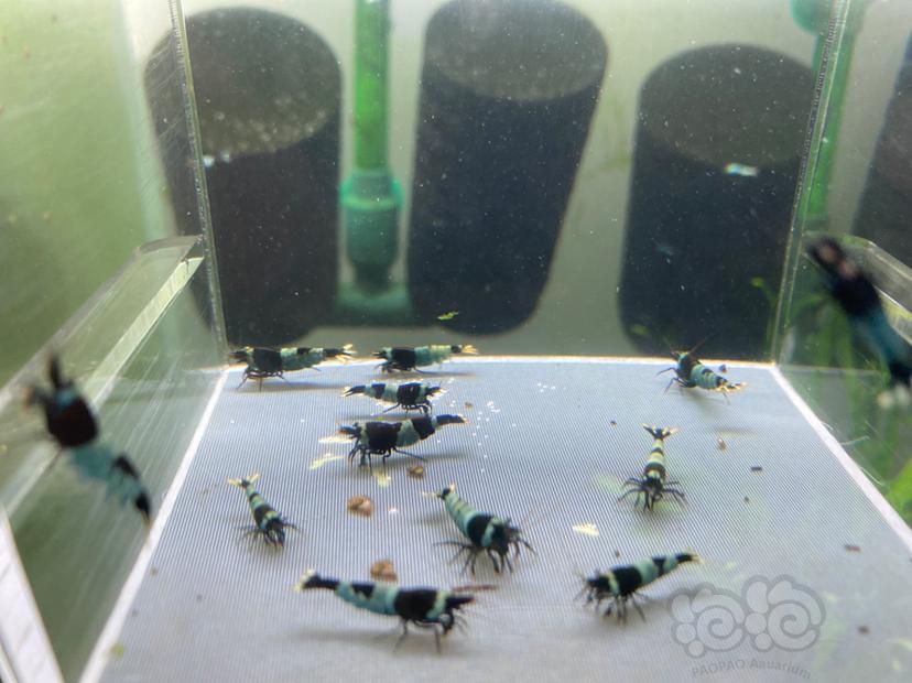 【虾】2021-4-27#RMB拍卖蓝化公虾13只-图1