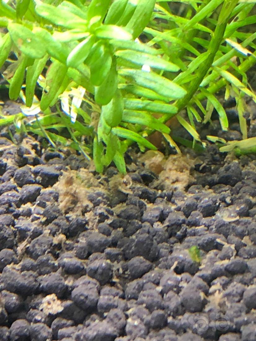 在水草泥上面有很多这些脏东西,这些是鱼的大便还是