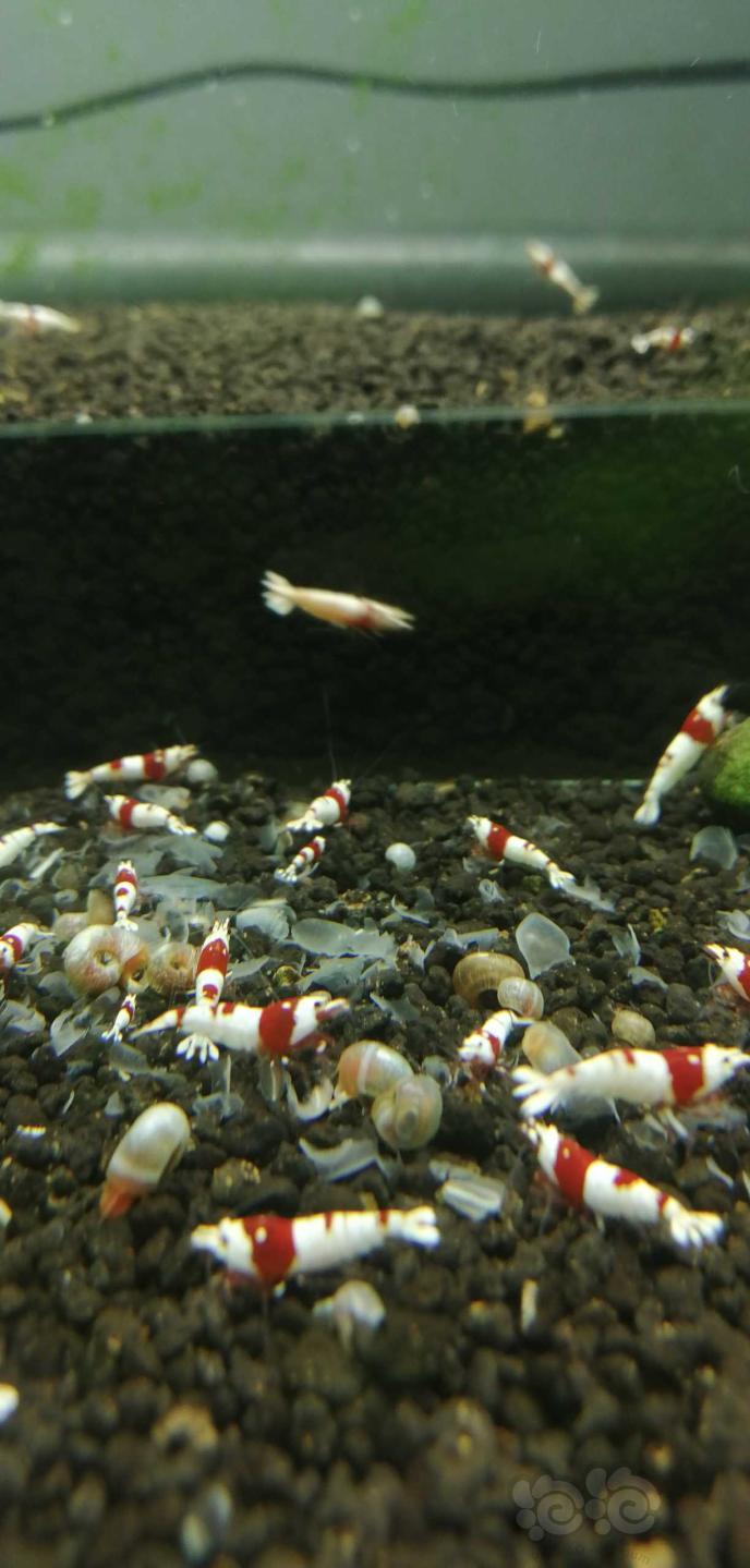 出纯血红白水晶虾-图5