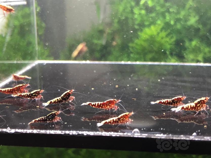 【虾】2021-04-10#RMB拍卖红银河鱼骨小虾12只-图1