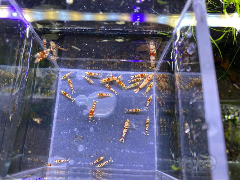 【虾】2021-04-19#RMB拍卖红花虎30只-图6