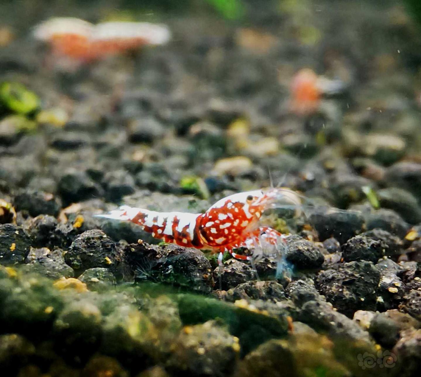 【虾】2021-4-3#RMB拍卖#红银河星钻水晶虾一份8只-图2