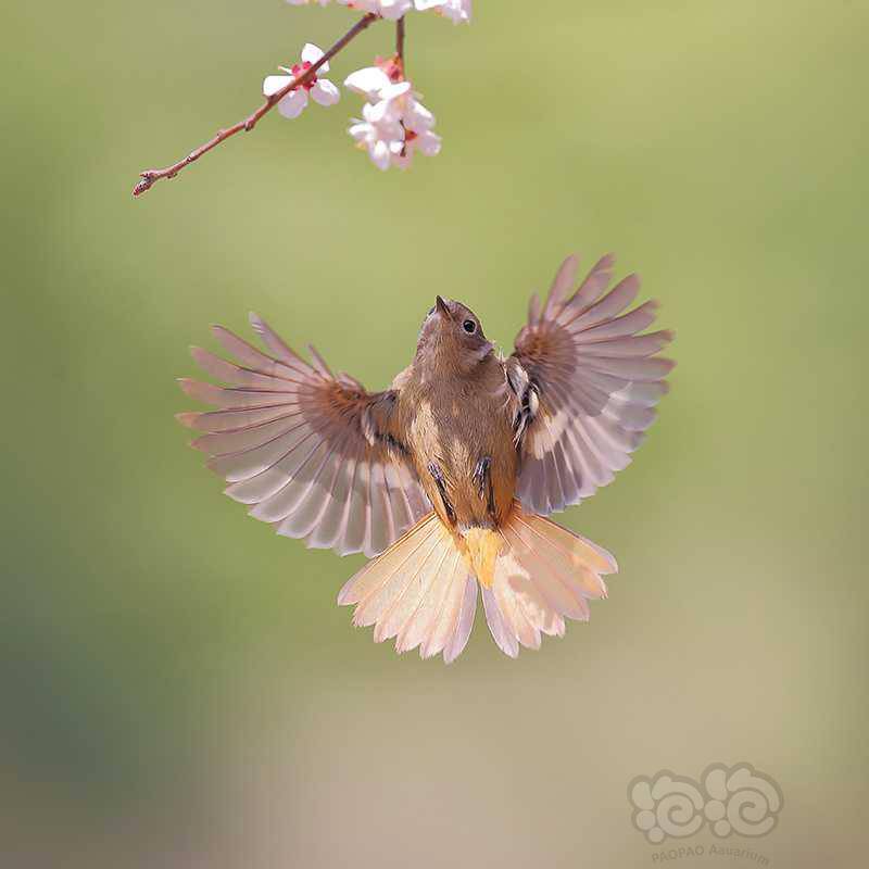 枝头嬉戏的小鸟