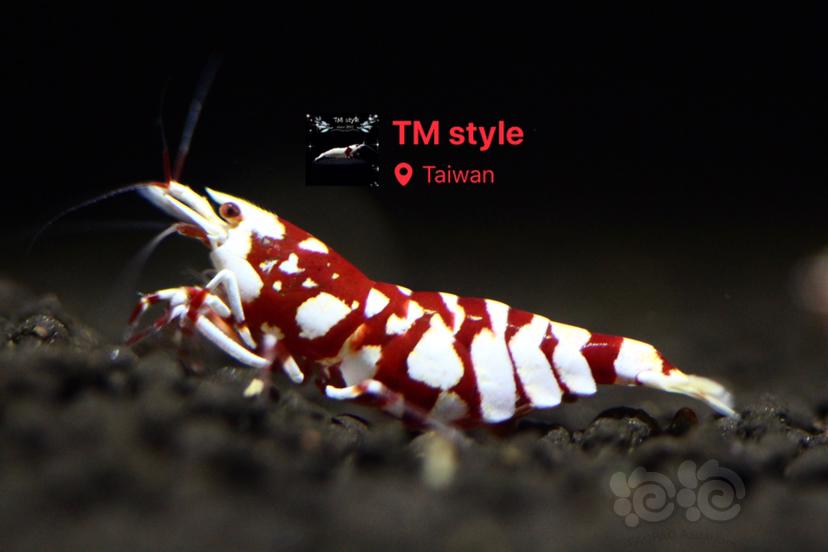 TM style 頂級紅花虎-图1