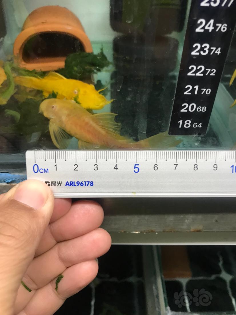 【热带鱼】出胡子成鱼，5-8厘米的最大的9-10厘米这个尺寸的少-图1
