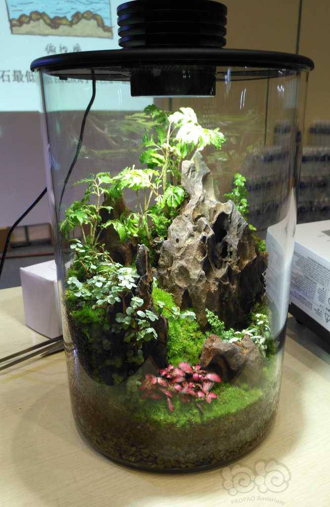 郑州会层水陆盆景一瞥