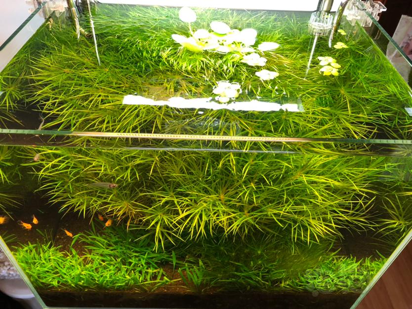 便宜出日本箦藻数百颗。-图1