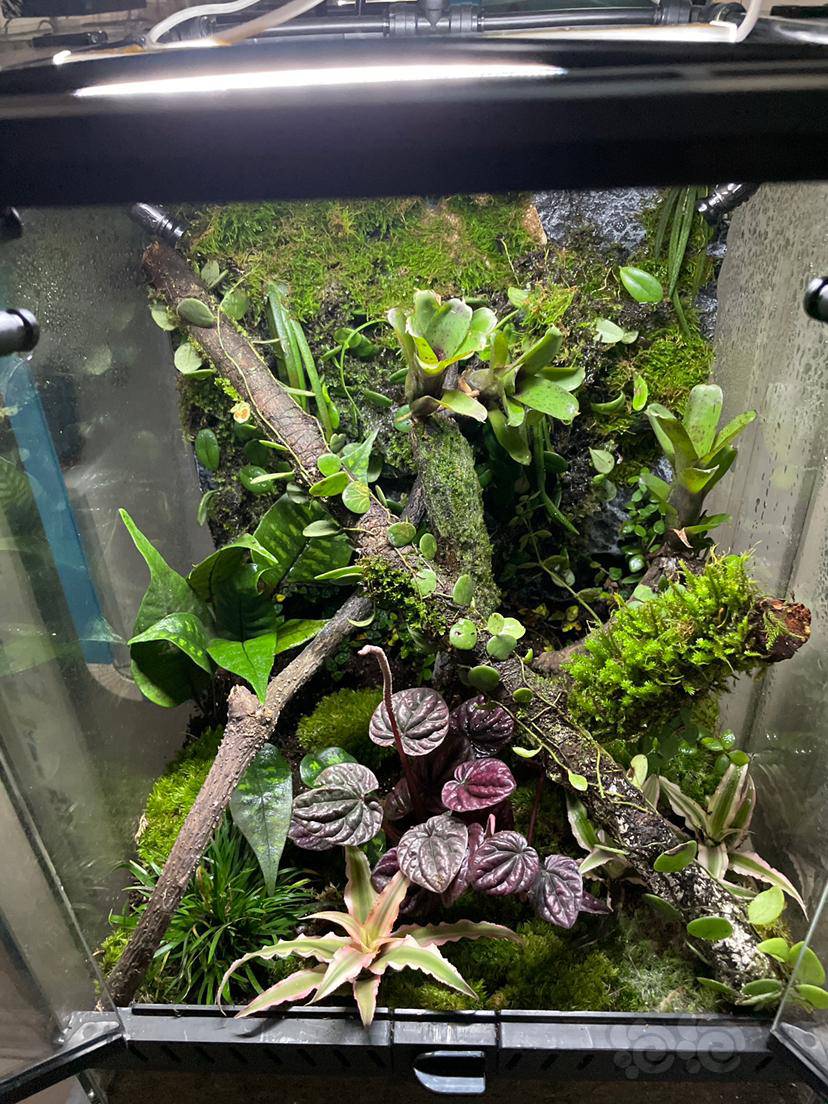 303045雨林缸带景150自提不包邮