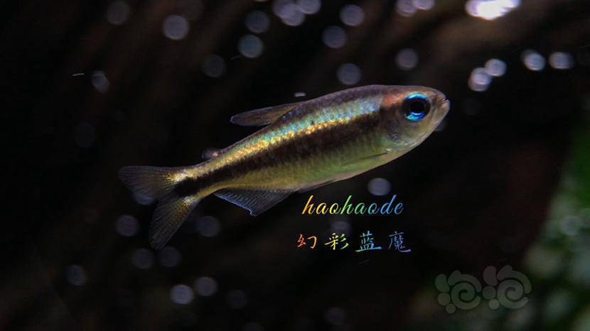 灯科鱼多彩的幻彩蓝魔