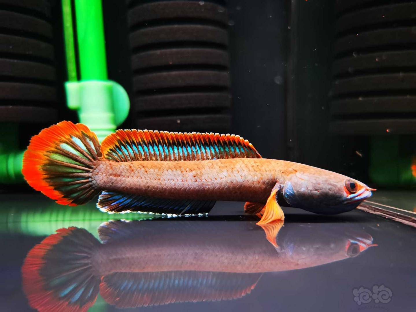 雷龙血班鬼王豹子