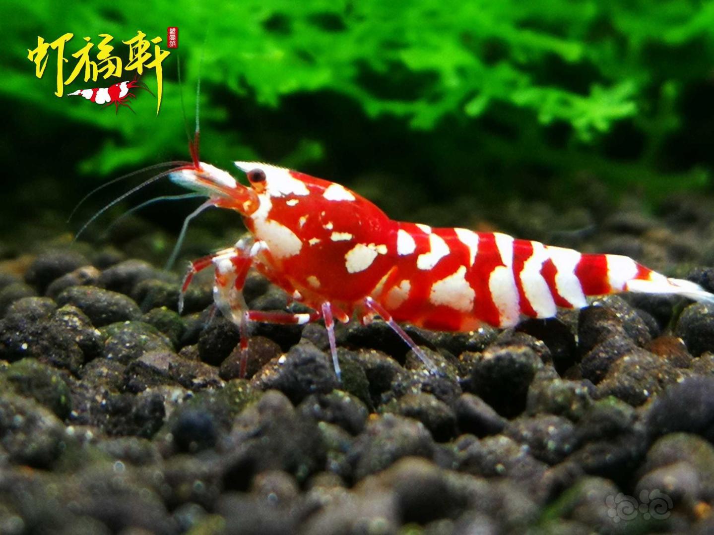 【虾】2021-04-06#RMB拍卖#红花虎2只-图3