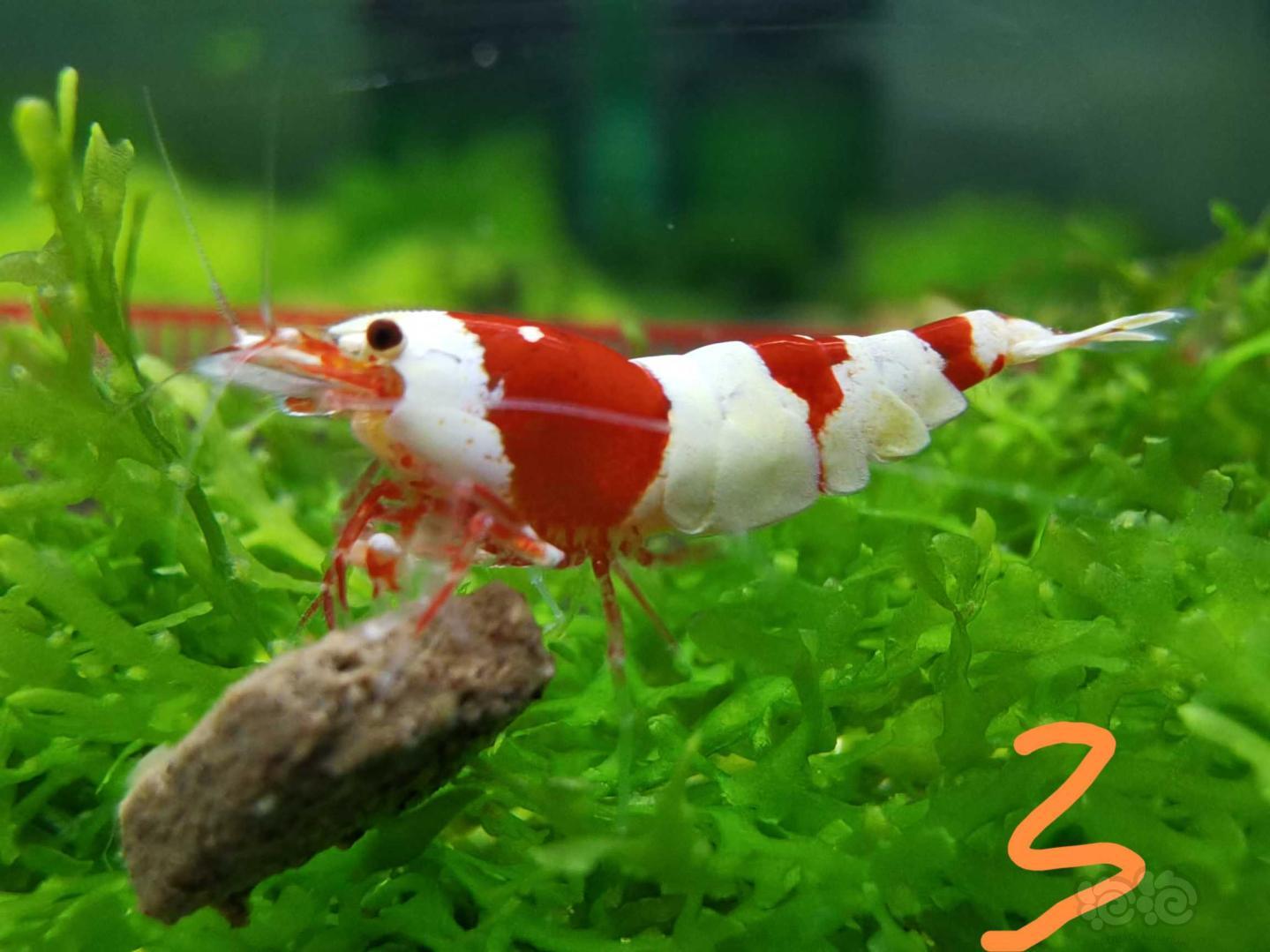【虾】2021-04-27#RMB拍卖 红白水晶虾6只-图6