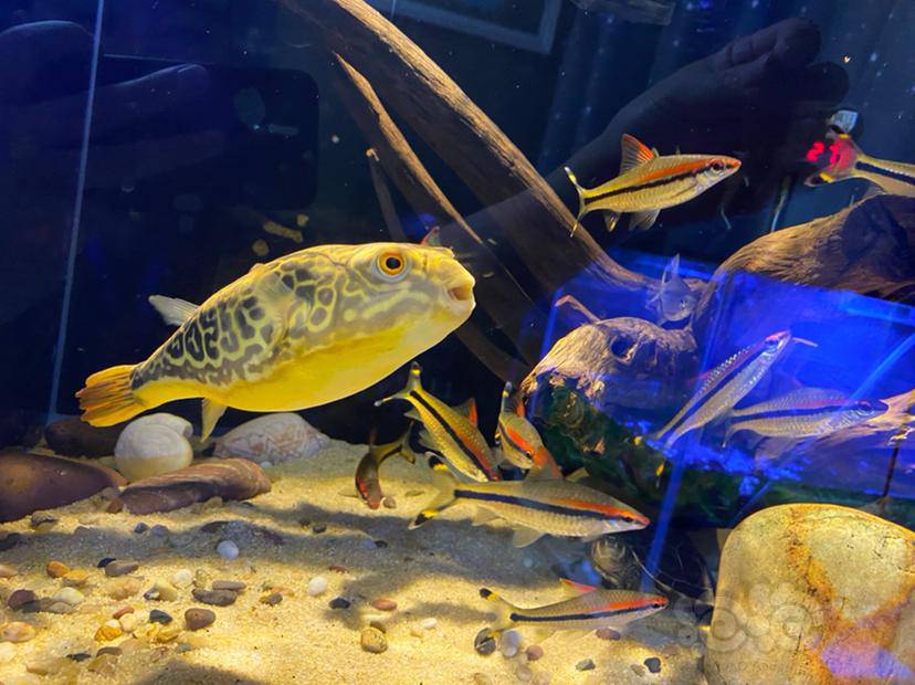 好久没发了皇冠狗头