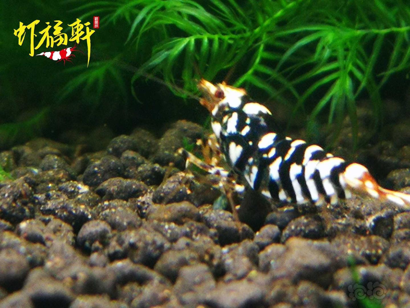 【虾】2021-04-29#RMB拍卖#黑花虎4只-图2