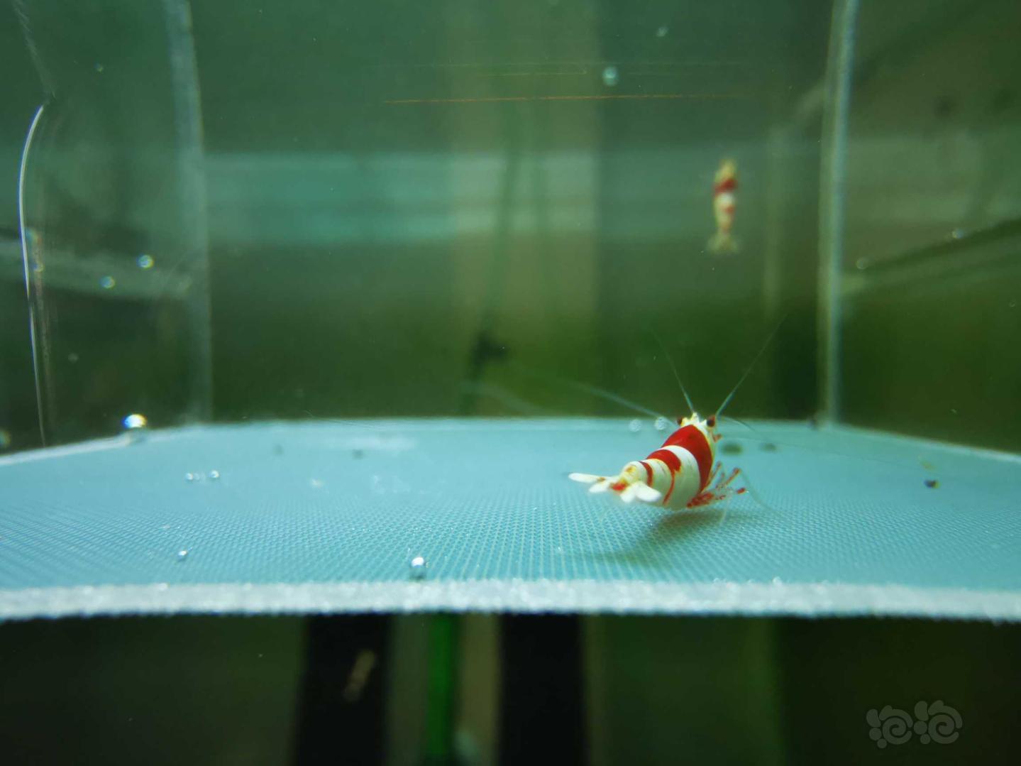 【虾】2021-04-27#RMB#拍卖红白水晶虾-图2