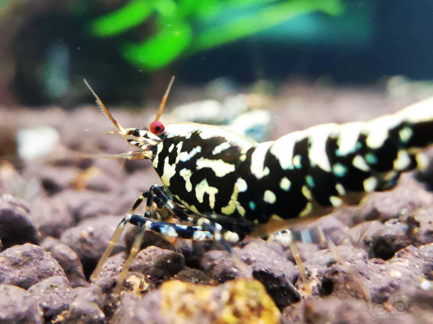 20210415rmb拍卖星钻银河水晶虾一对